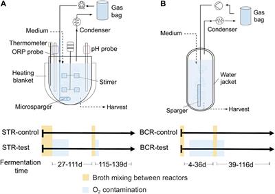 Effect of Oxygen Contamination on Propionate and Caproate Formation in Anaerobic Fermentation